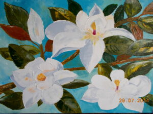 Magnolia grandiflora