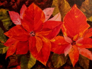 Poinsettia